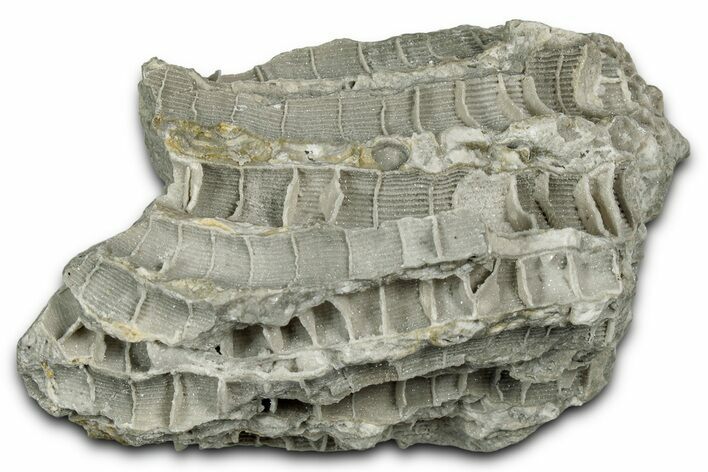 Silurian Dolostone w/ Sparkling Fossil Coral (Fletcheria) - Ohio #346096